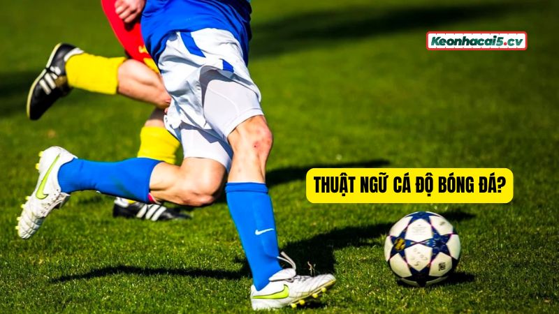 Nắm vững thuật ngữ cá độ bóng đá là điều cần thiết